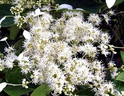 Viburnum propinquum